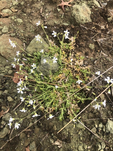 Image of Cerastium velutinum by (c) Andrew Conboy, some rights reserved (CC BY)