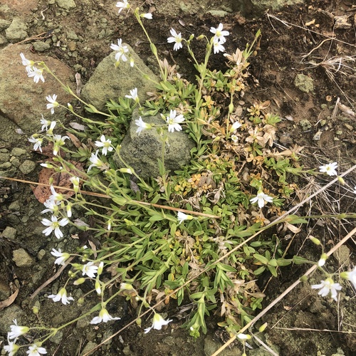 Image of Cerastium velutinum by (c) Andrew Conboy, some rights reserved (CC BY)