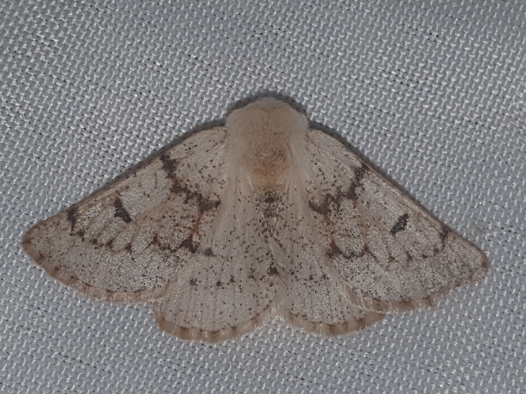 Dyscia distinctaria