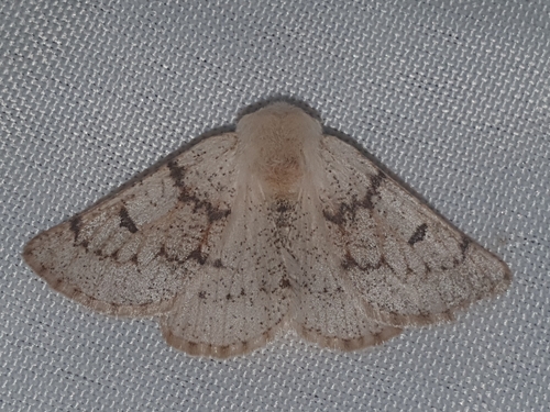 Dyscia distinctaria