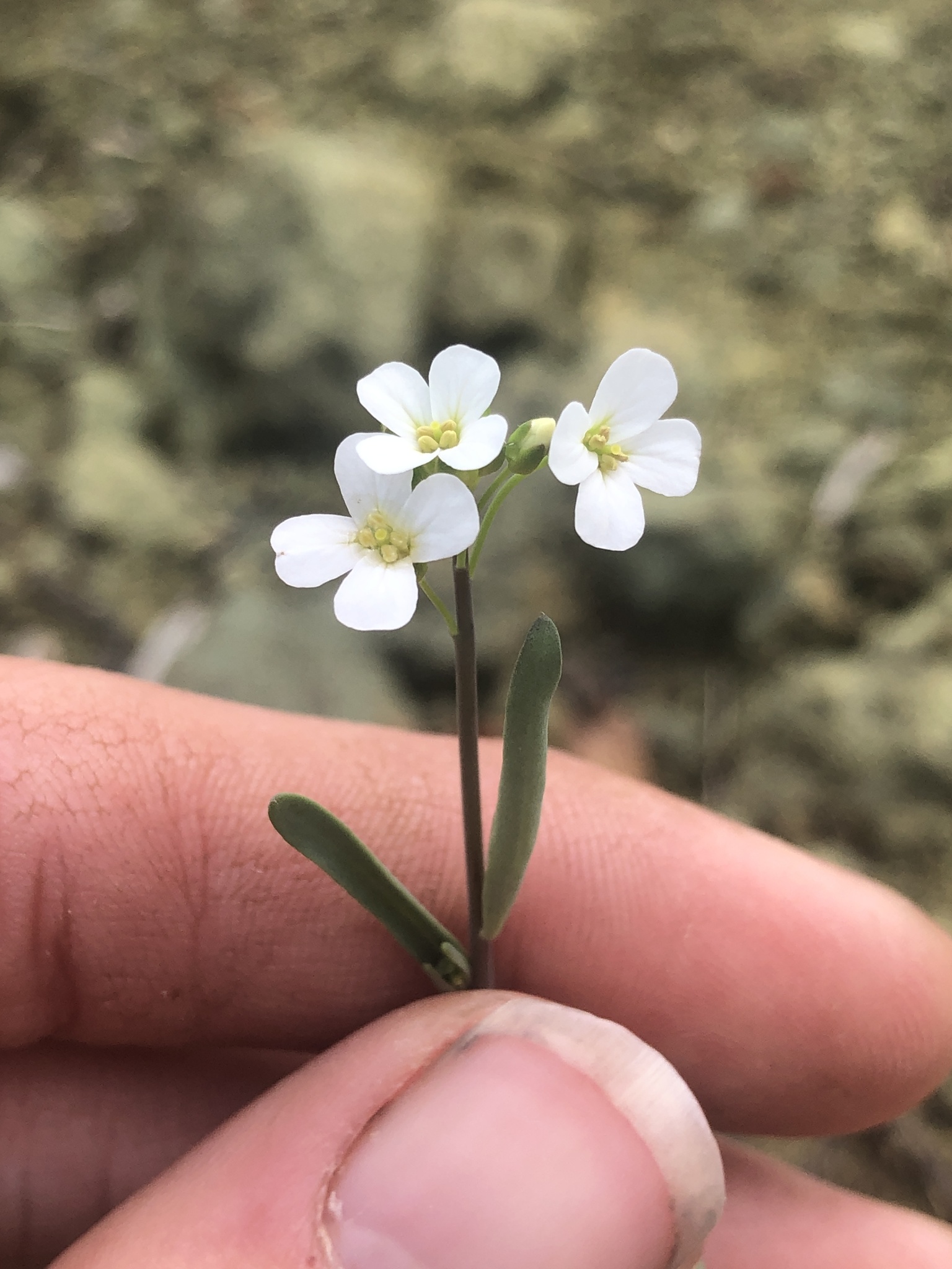 Arabidopsis lyrata ssp. lyrata