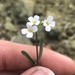 Arabidopsis lyrata lyrata - Photo (c) Andrew Conboy, some rights reserved (CC BY), uploaded by Andrew Conboy