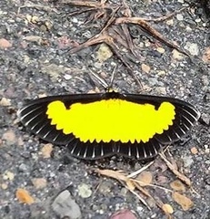 Xanthyris flaveolata