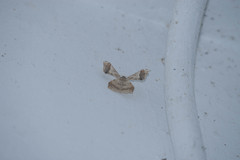 Krananda oliveomarginata