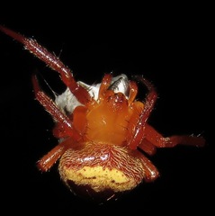 Ocrepeira covillei