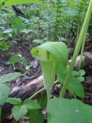 Arisaema triphyllum