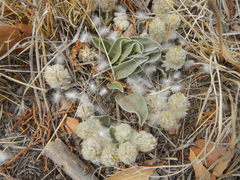 Gomphrena caespitosa