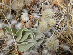 Gomphrena caespitosa