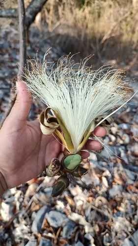 Amapola (Pseudobombax ellipticum)