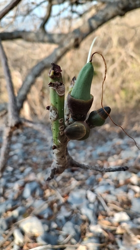 Amapola (Pseudobombax ellipticum)