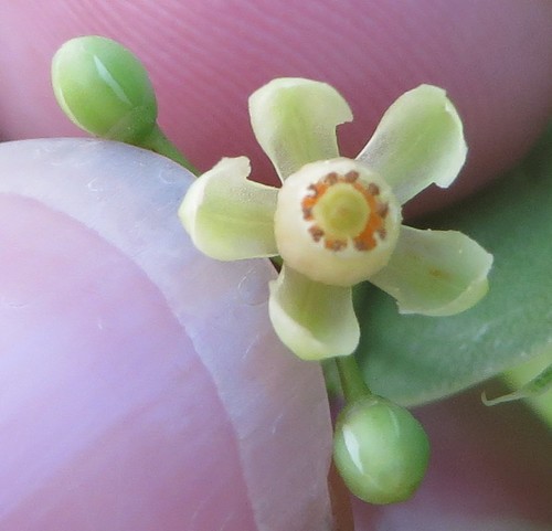 Swietenia mahagoni