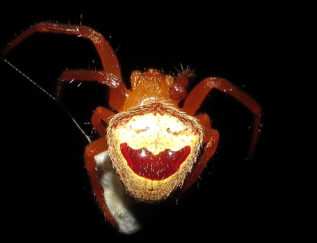Ocrepeira covillei