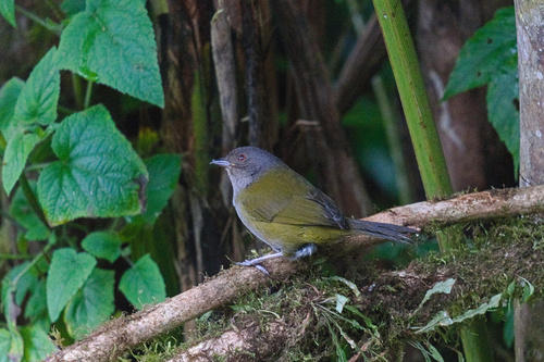 Dusky Chlorospingus (Chlorospingus semifuscus), photo 8