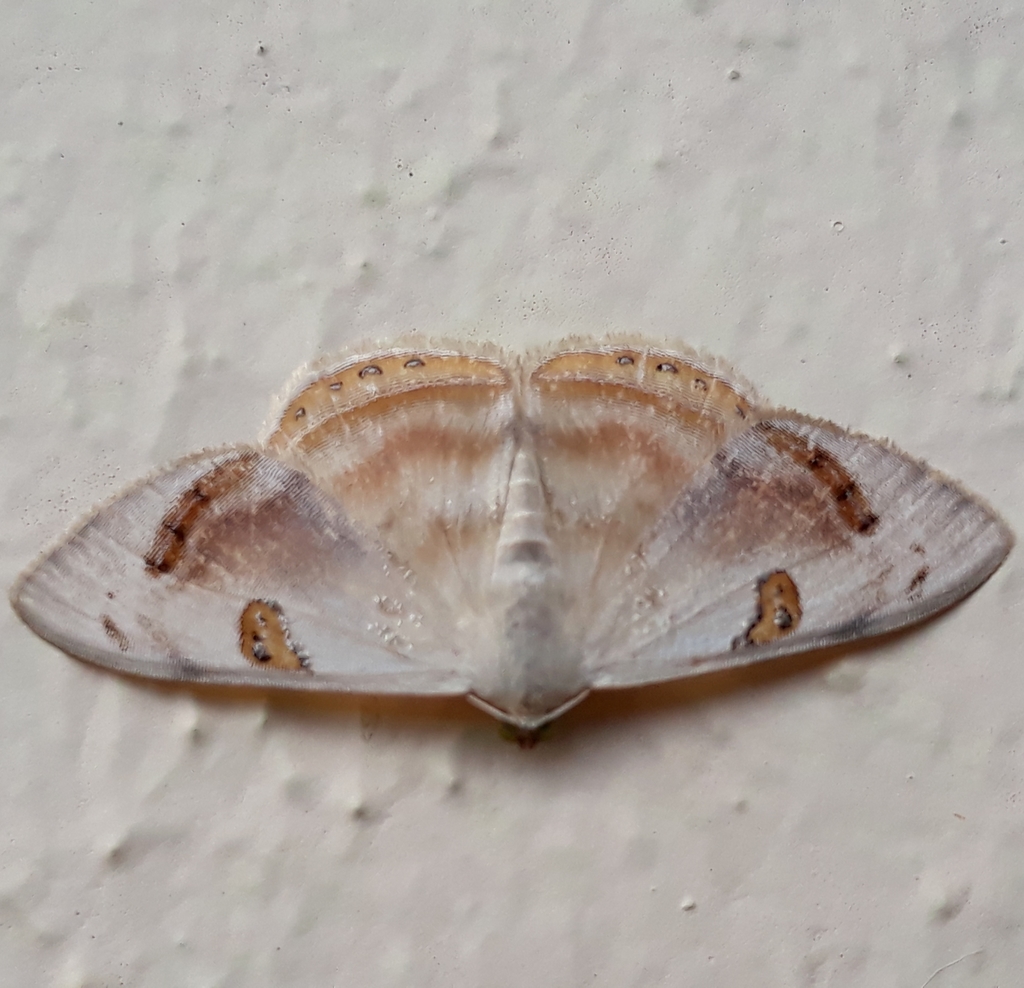 Argyrotome mira