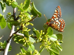 Euphydryas editha rubicunda