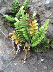 Asplenium decurrens
