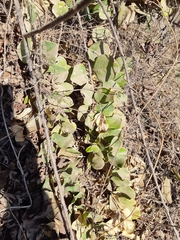 Stegnosperma cubense