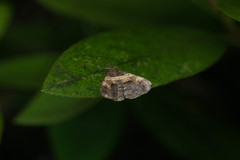 Bertula abjudicalis