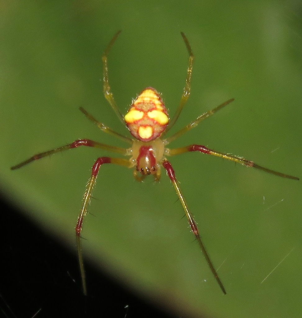 Spintharidius