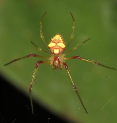 Spintharidius rhomboidalis