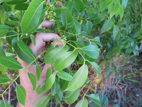 Swietenia mahagoni