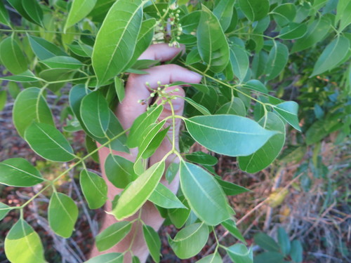 Swietenia mahagoni