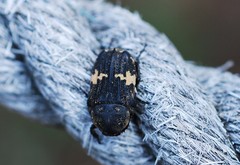 Glycyphana fulvistemma