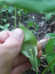Arisaema triphyllum