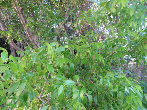 Swietenia mahagoni