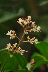 Miconia mexicana