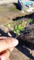 Porophyllum punctatum