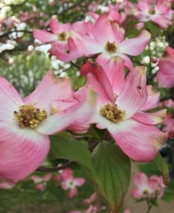 Cornus florida rubra