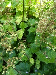 Heuchera maxima