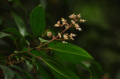 Miconia mexicana