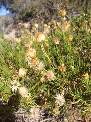 Ericameria linearifolia
