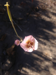 Calochortus