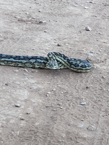 Carpet Python sighting