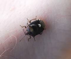 Menida violacea