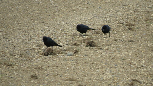 Brewer's Blackbird