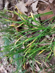 Puccinia liliacearum