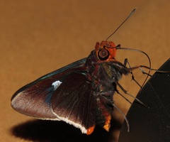 Thracides cleanthes