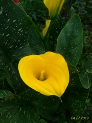 Zantedeschia elliottiana