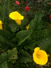 Zantedeschia elliottiana