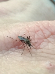 Ochlerotatus