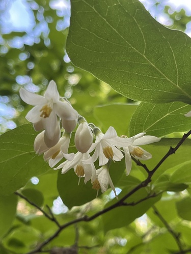 Bigleaf snowbell (Styrax grandifolius)
