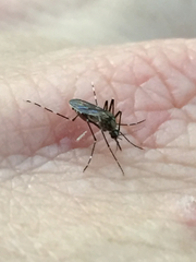 Ochlerotatus