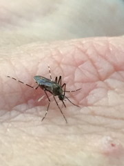 Ochlerotatus