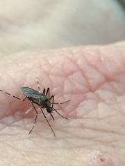 Ochlerotatus
