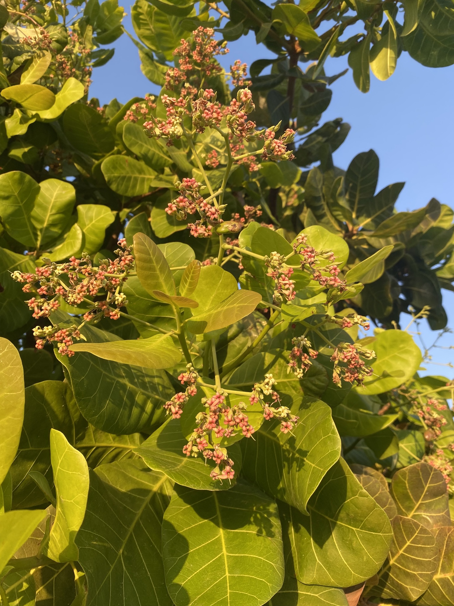Anacardium occidentale