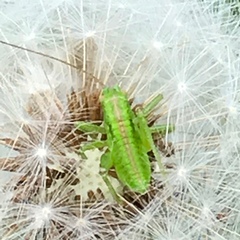 Tettigonia orientalis